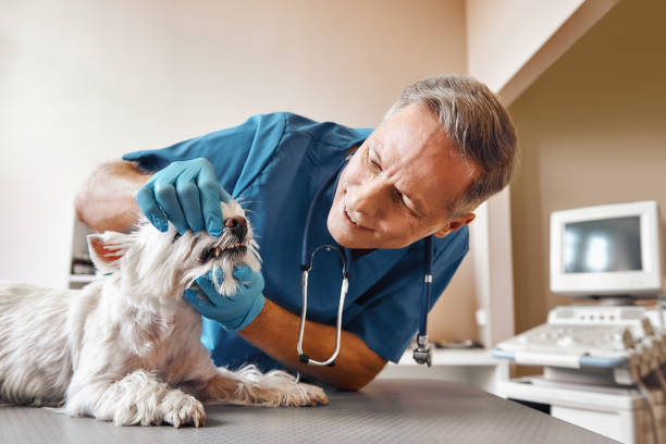 Best Knocked-Out Tooth Emergency  in Mount Hermon, CA